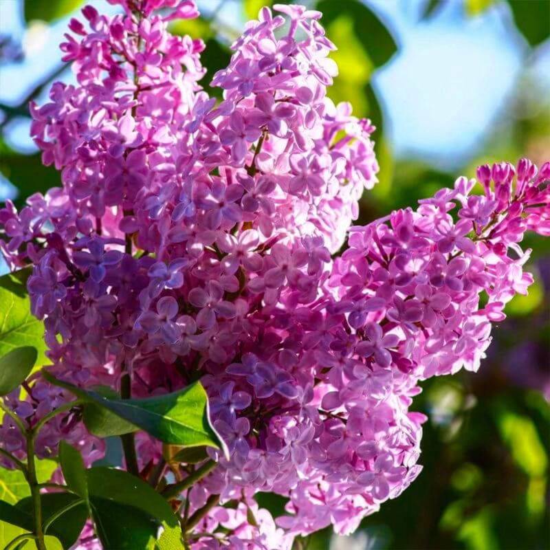 Lilas Commun 'Belle de Nancy' (Syringa Vulgaris) - Godet - Taille 13/25cm - Pépinières Naudet - Image 2