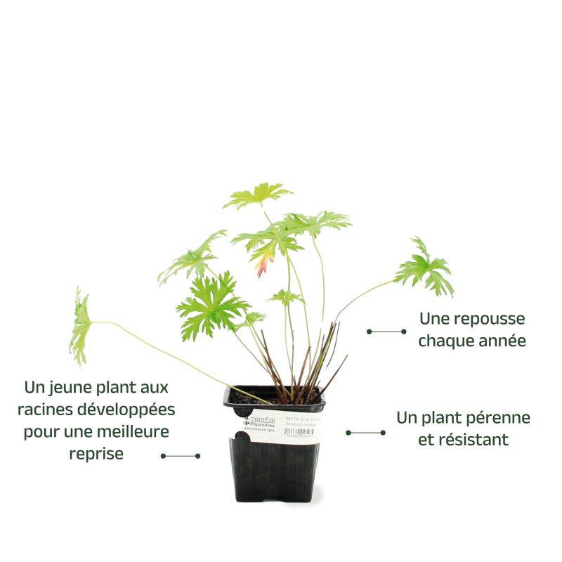 3 Géraniums Vivace 'Nimbus' (Géranium 'Nimbus') - Lot de 3 vivaces - Pépinières Naudet - Imagen 3
