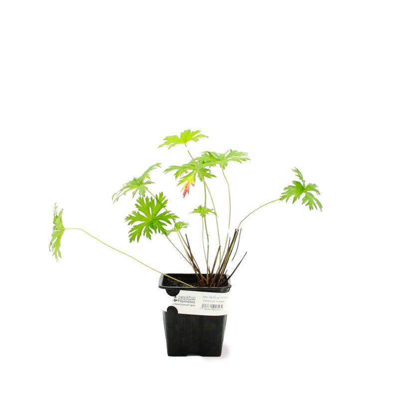 3 Géraniums Vivace 'Nimbus' (Géranium 'Nimbus') - Lot de 3 vivaces - Pépinières Naudet - Imagen 2