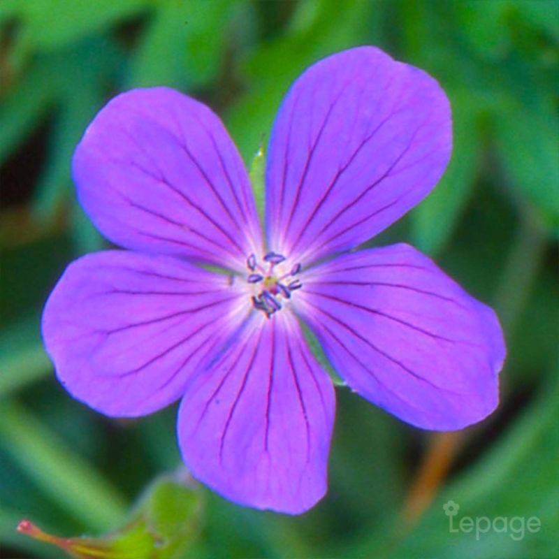 3 Géraniums Vivace 'Nimbus' (Géranium 'Nimbus') - Lot de 3 vivaces - Pépinières Naudet - Imagen 1