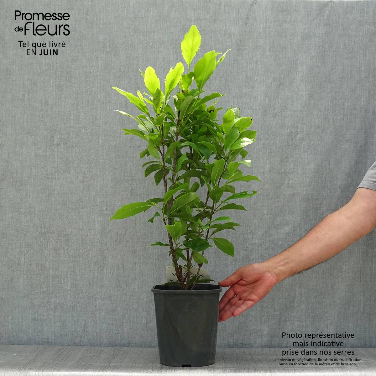 Magnolia Susan Pot de 3L/4L - Image 2