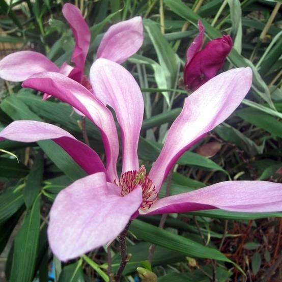 Magnolia Susan Pot de 3L/4L - Image 1
