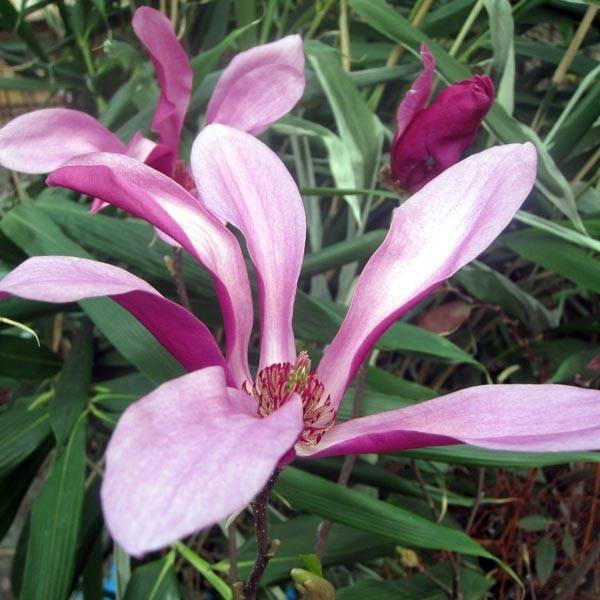 Magnolia Susan Pot de 3L/4L - Image 1