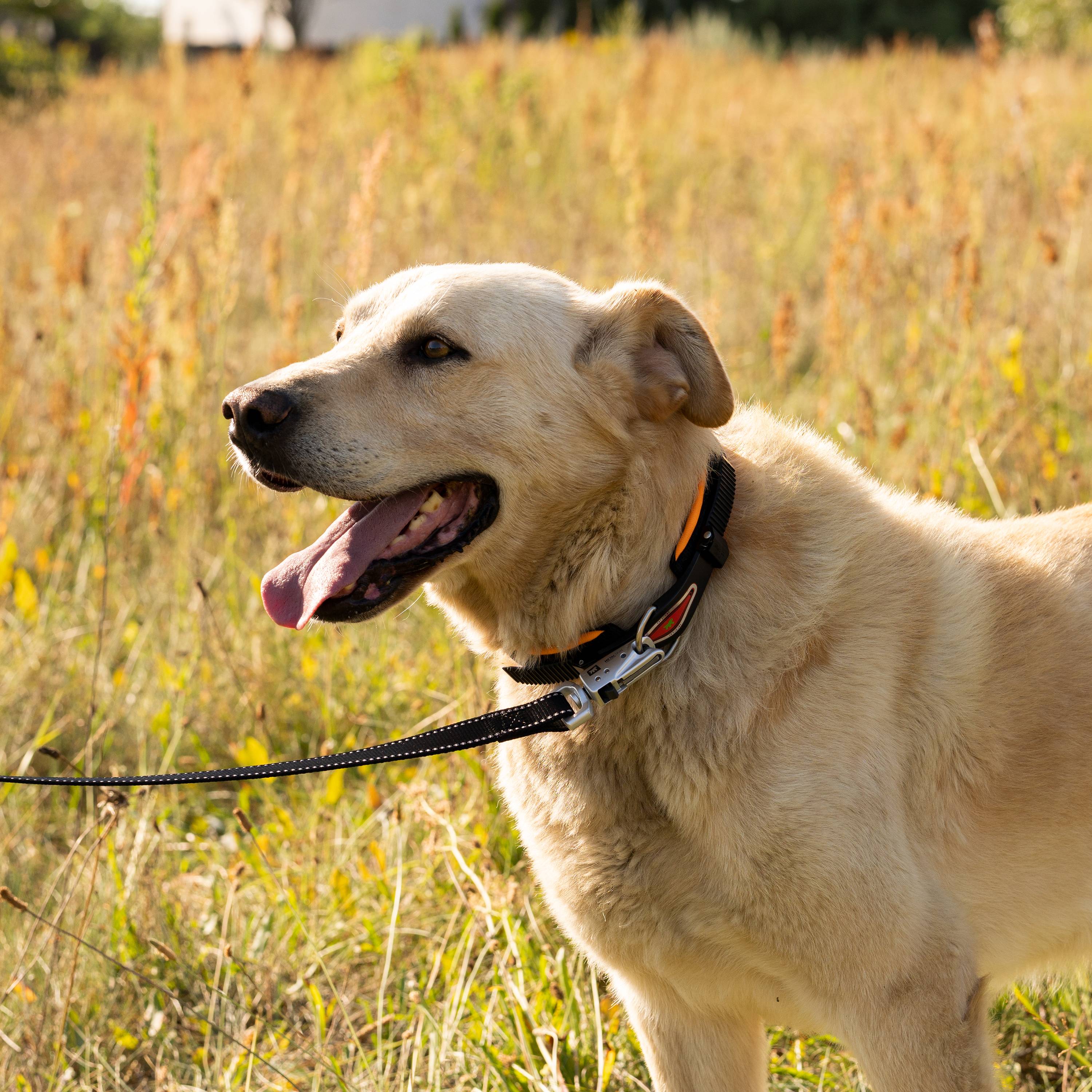 Ferplast - Collier Ergonomique pour Chiens ERGOFLUO C25/60 avec Rembourrage et Fermeture à Micro-régulation - Imagen 4