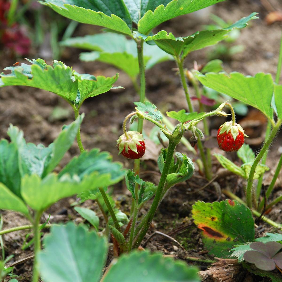 Fragaria chiloensis - Fraise du Chili Godet de 8/9 cm