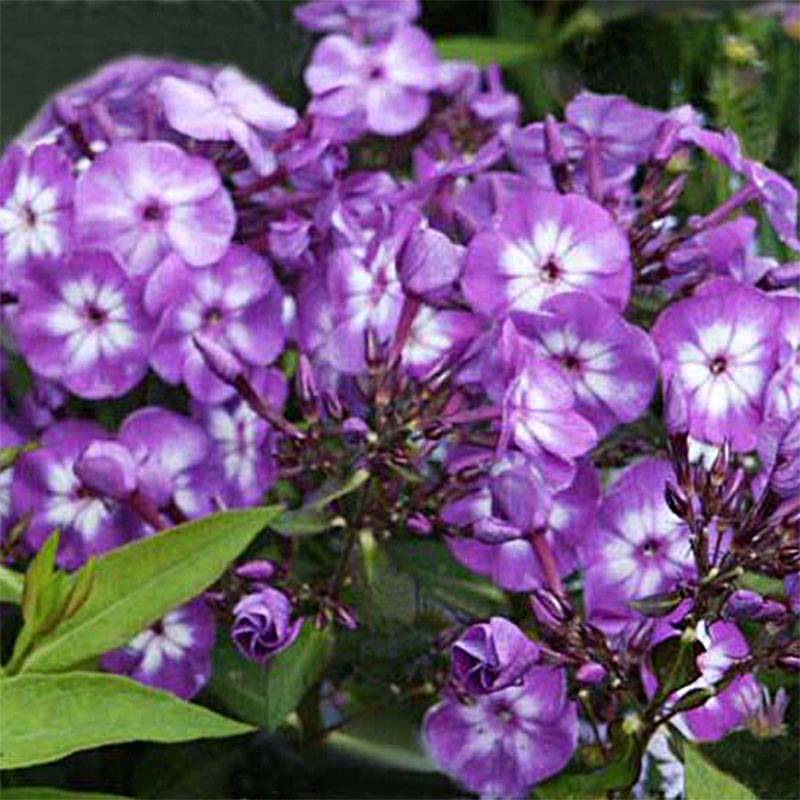 Phlox paniculata Uspech Petites Racines nues