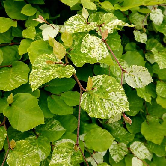 Promesse de Fleurs - Fagus sylvatica Rolf Marquardt - Hêtre nain panaché Pot de 4L/5L - Image 1