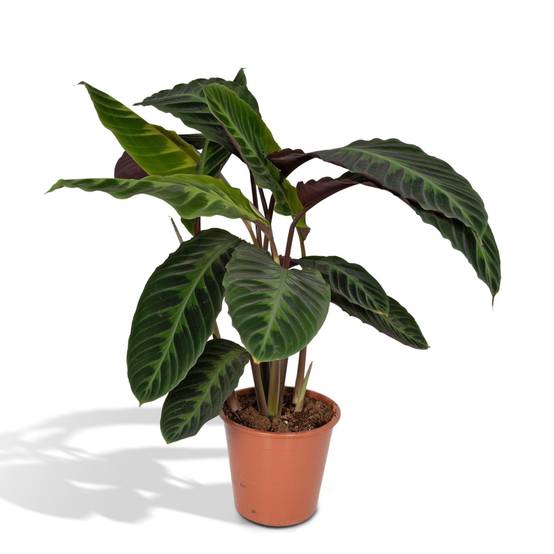 Calathea Warscewiczii 70cm - Plante d'intérieur- La Green Touch - Image 1