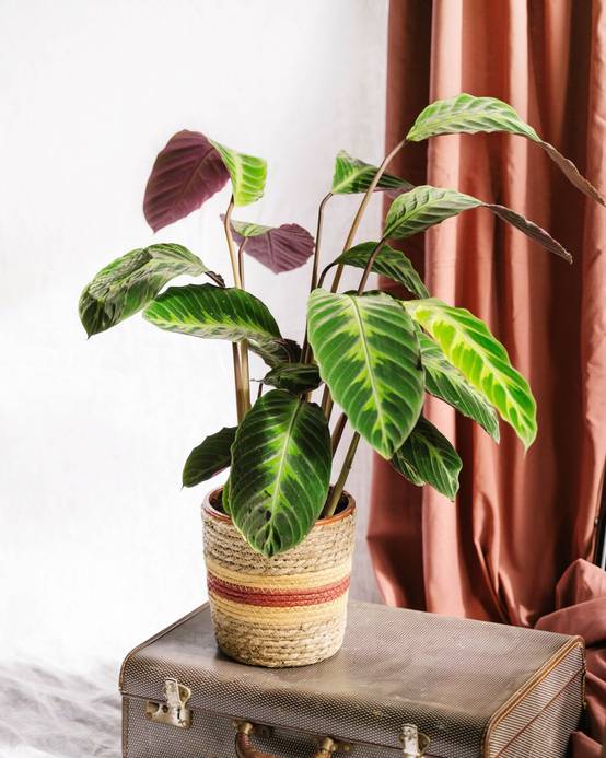 Calathea Warscewiczii 70cm - Plante d'intérieur- La Green Touch - Image 2