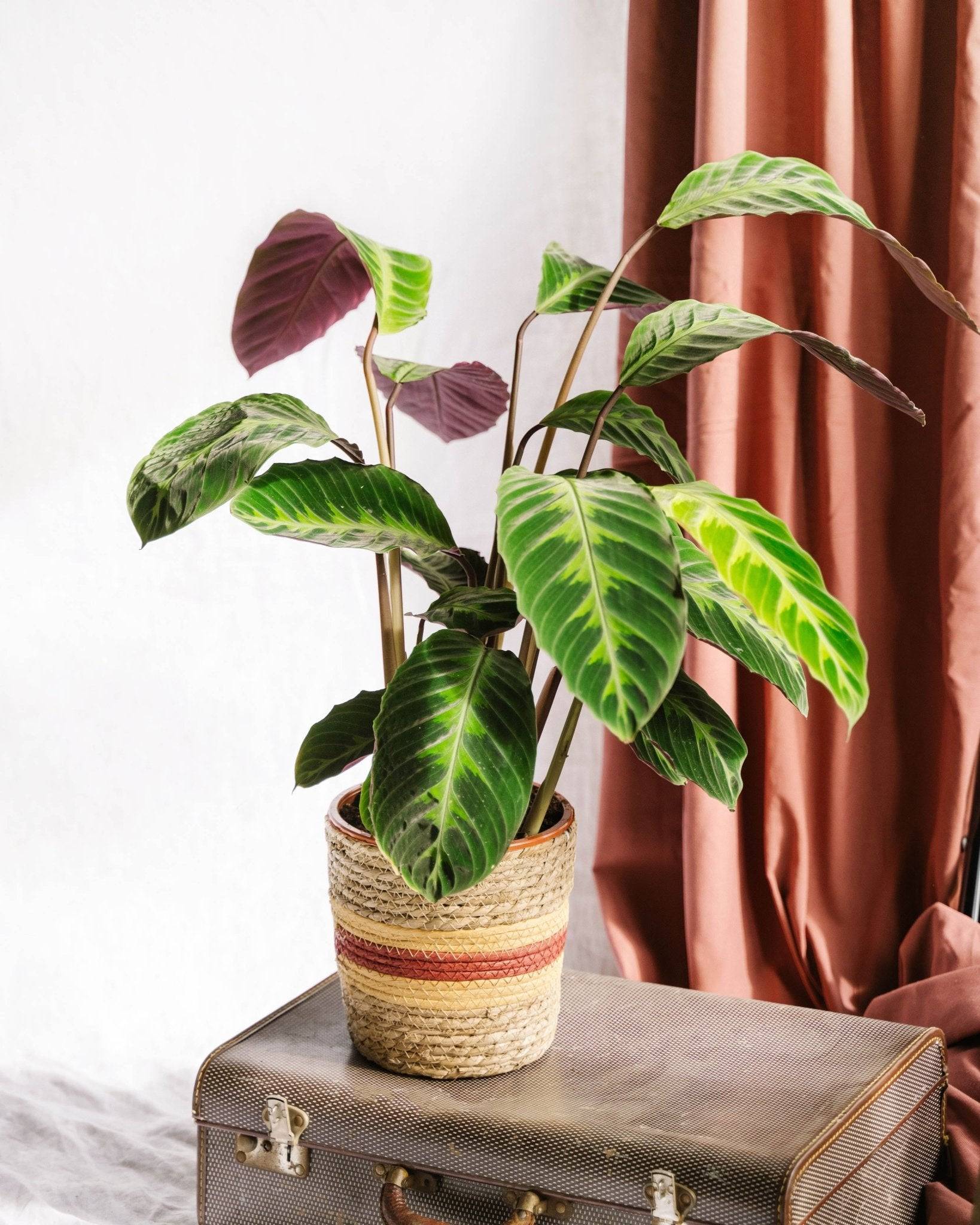 Calathea Warscewiczii 70cm - Plante d'intérieur- La Green Touch - Imagen 2
