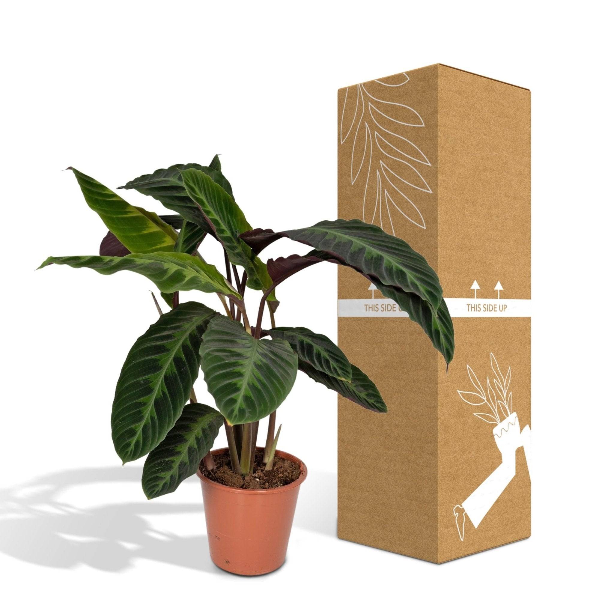 Calathea Warscewiczii 70cm - Plante d'intérieur- La Green Touch - Image 6
