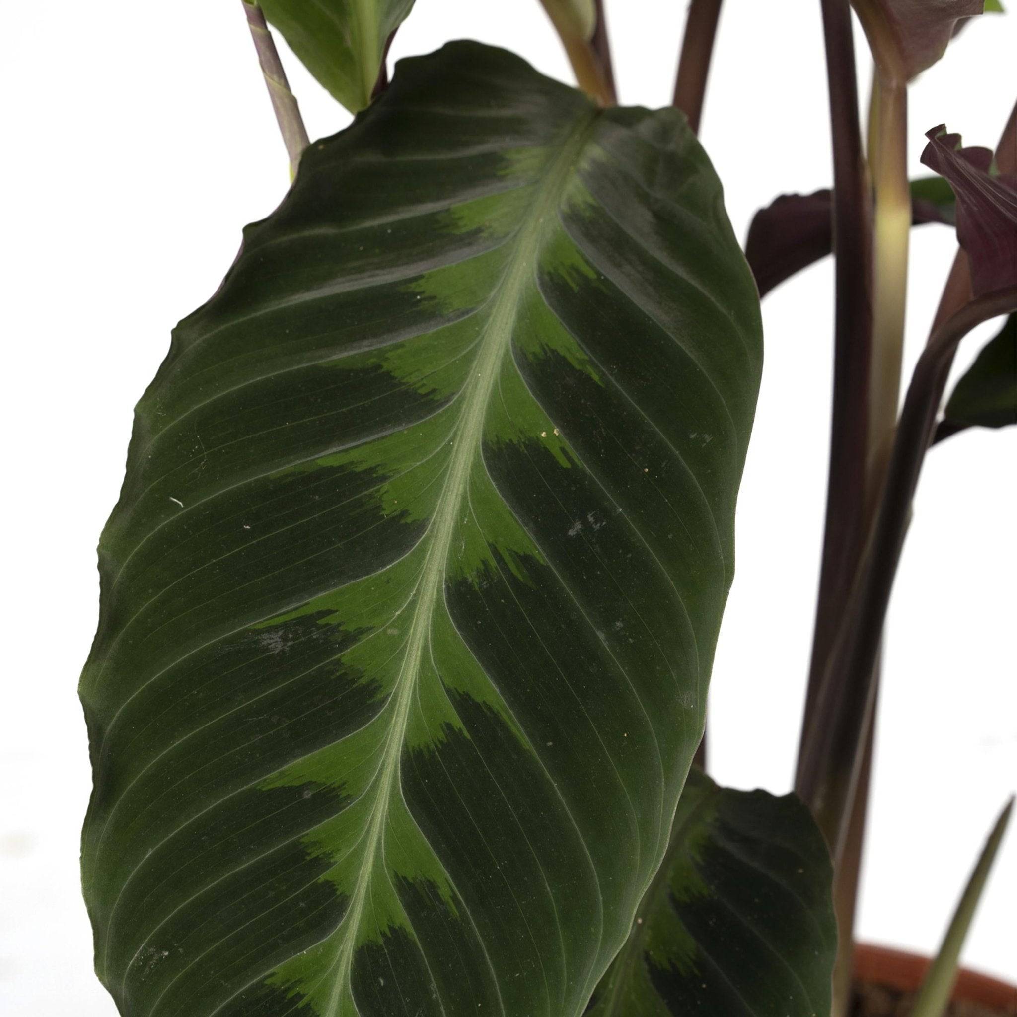 Calathea Warscewiczii 70cm - Plante d'intérieur- La Green Touch - Image 3
