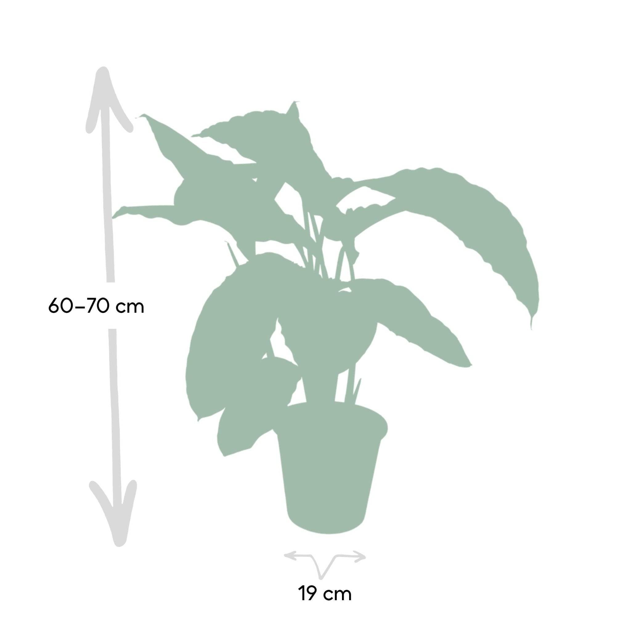 Calathea Warscewiczii 70cm - Plante d'intérieur- La Green Touch - Imagen 5