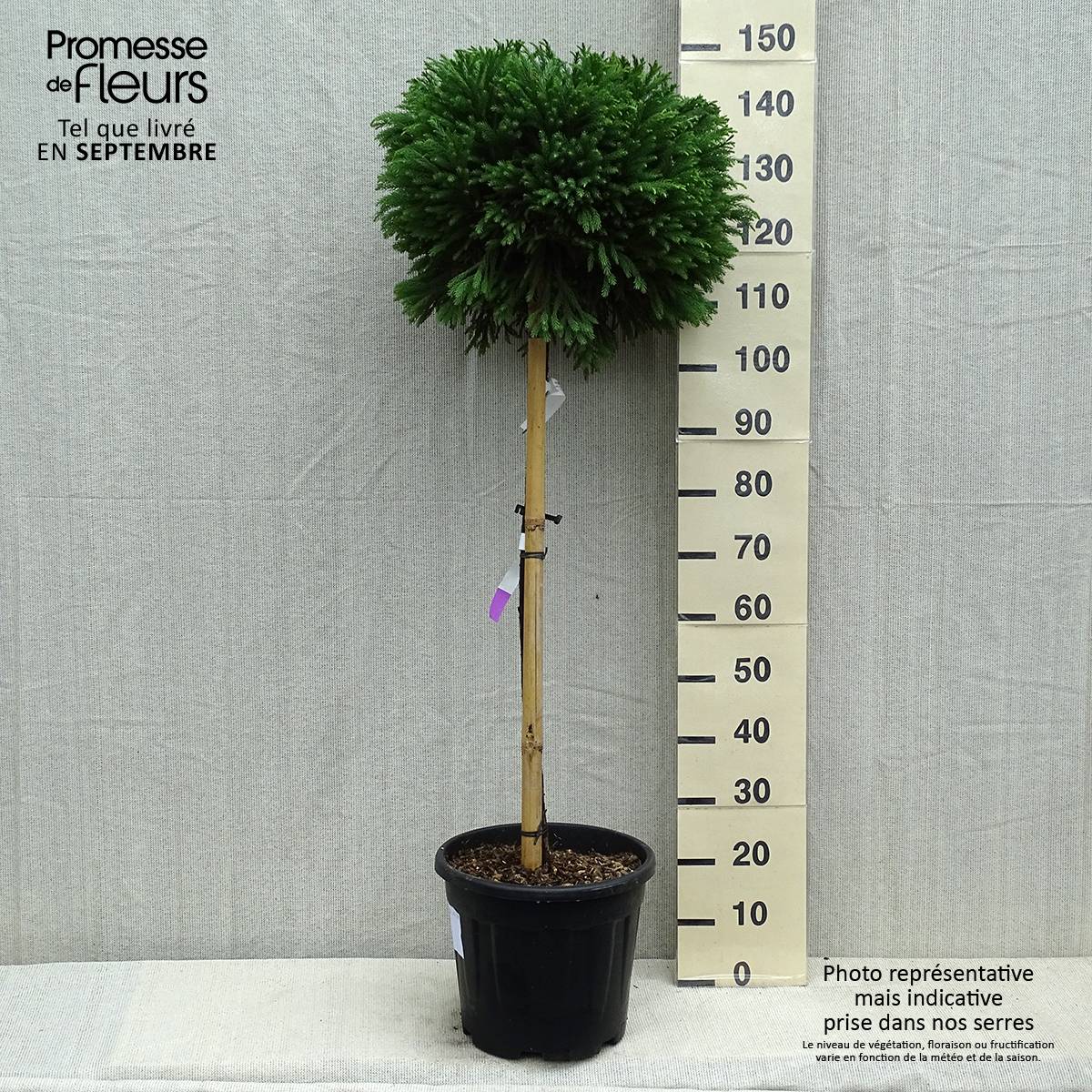 Cryptomeria japonica Globosa Nana - Cèdre du Japon Pot de 12L/15L, Tige, Tige de 80 cm - Image 2