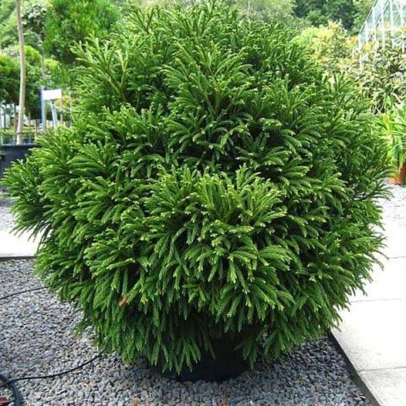 Cryptomeria japonica Globosa Nana - Cèdre du Japon  Pot de 12L/15L, Tige, Tige de 80 cm - Image 1