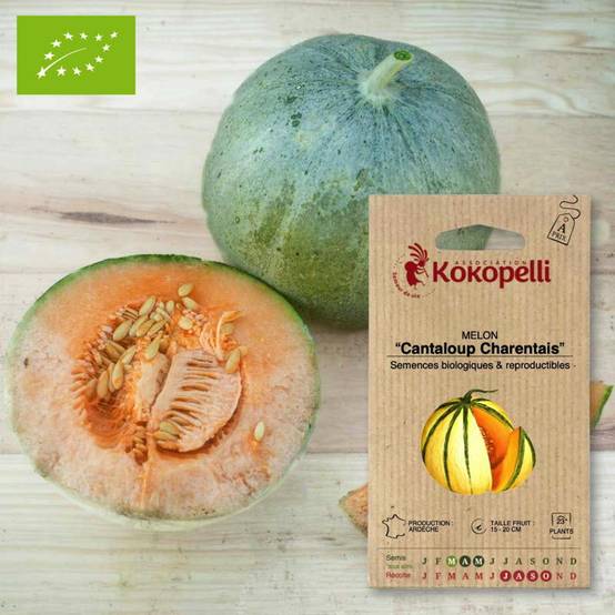 Melon Cantaloup Charentais- Graines bio à semer - Image 1