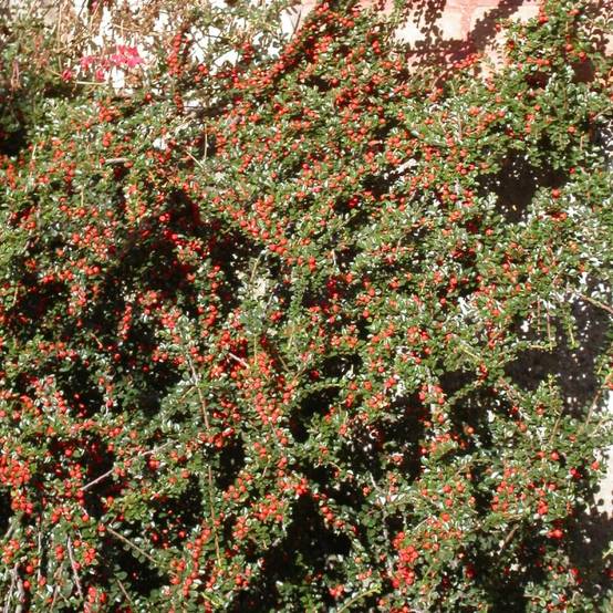 Cotoneaster rampant horizontalis, Cotonéaster à fleurs Blanche - feuillage Semi-Persistant - Pot de 7,5L - 40/60 cm- hauteur à maturité De 0,15 m à 0 - Image 1