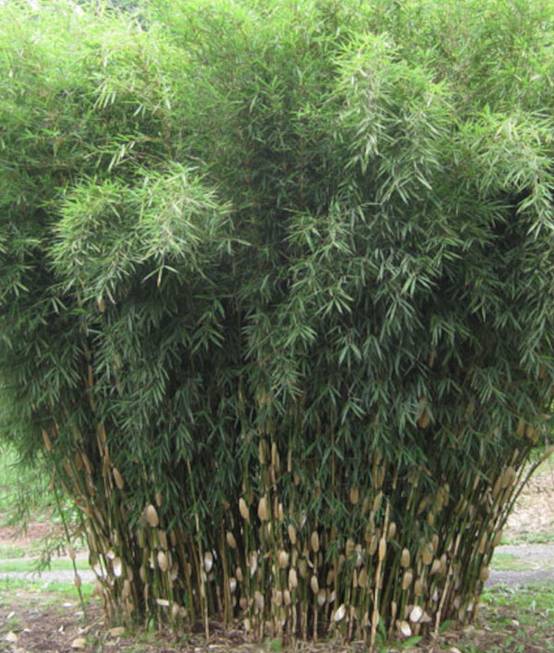 0 - Fargesia Robusta "Campbell" (Bambou non traçant) Pot 15 Litres - 125/150cm - 8/12 cannes - Image 3