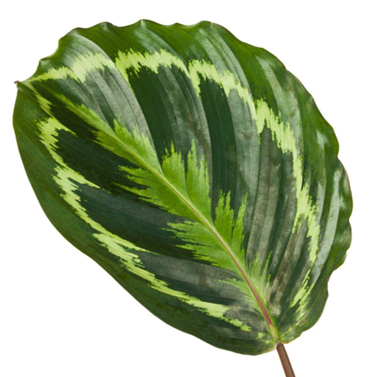La Green Touch - Calathea Medallion - D24 H80cm - Image 2