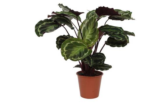 La Green Touch - Calathea Medallion - D24 H80cm - Image 1
