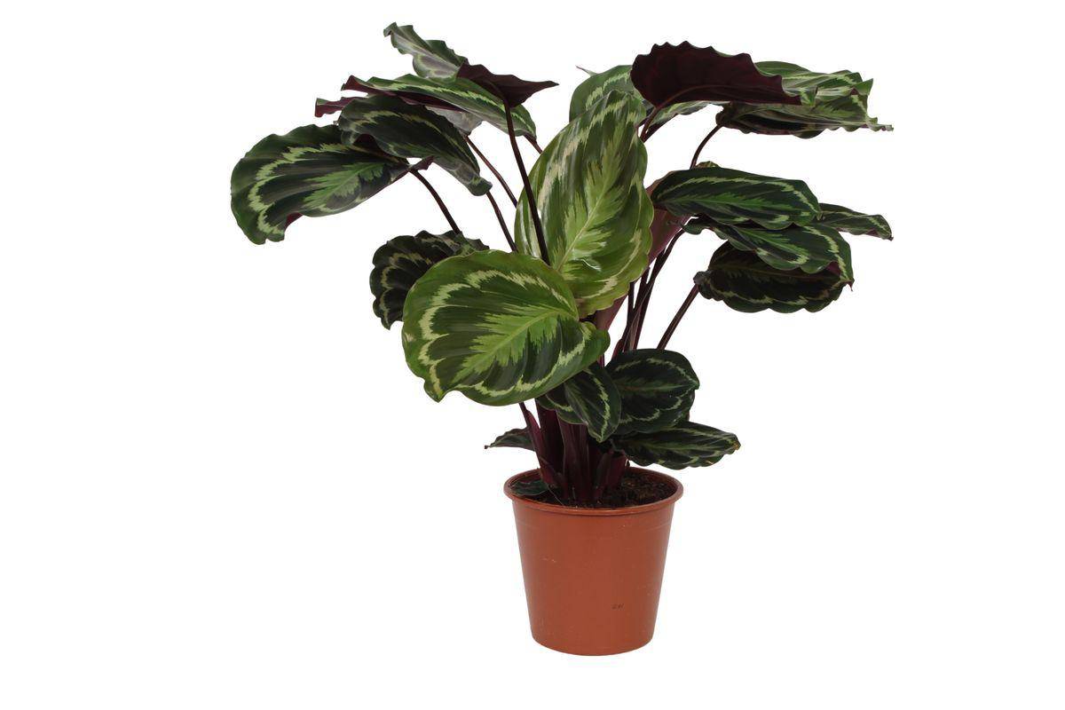 La Green Touch - Calathea Medallion - D24 H80cm - Image 1