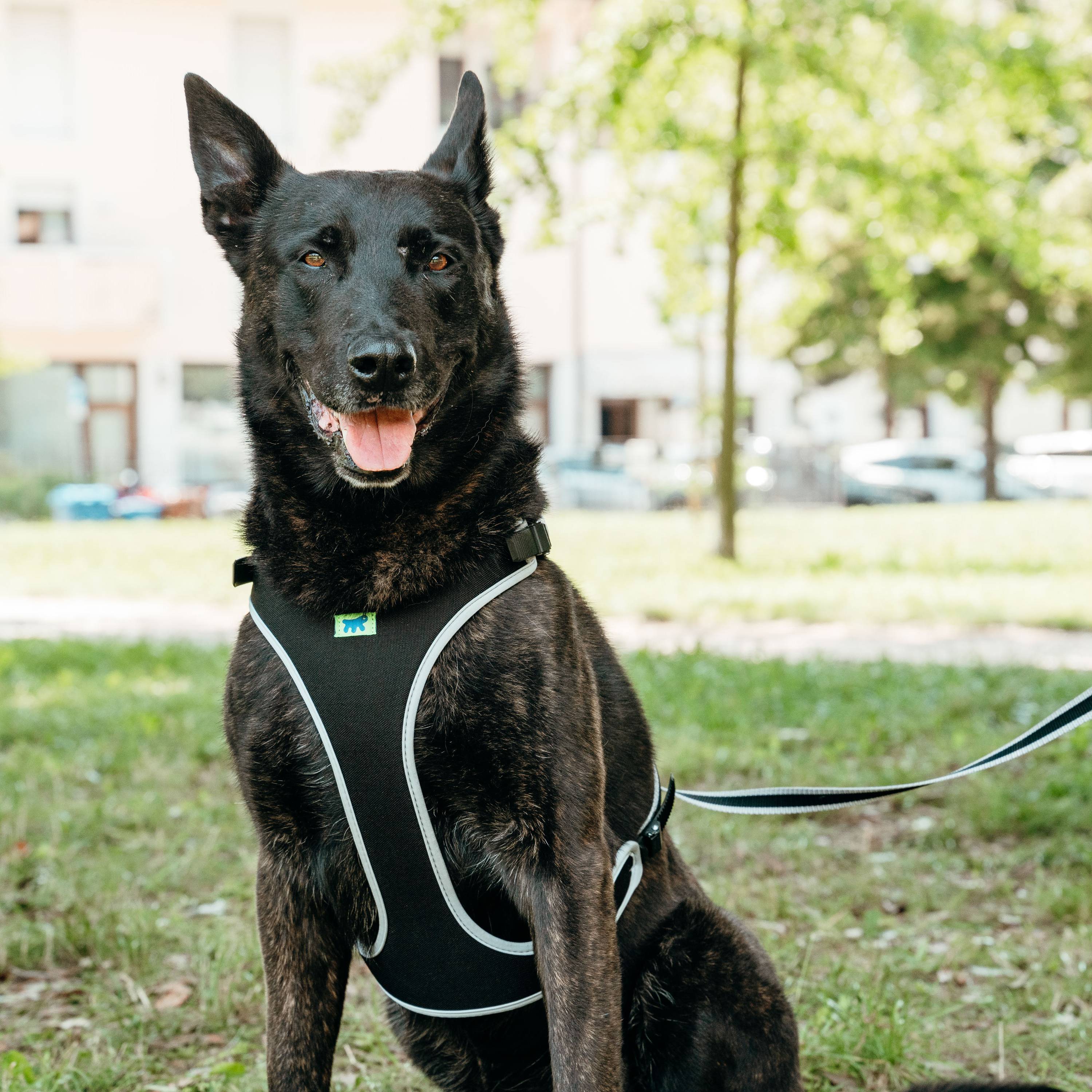 Ferplast - Ferplast Harnais pour Chien Grande Taille ERGOCOMFORT EXTRA LARGE, Harnais pour Chien Ajustable, Confortable, Rembourré, Fermeture Double - Imagen 4