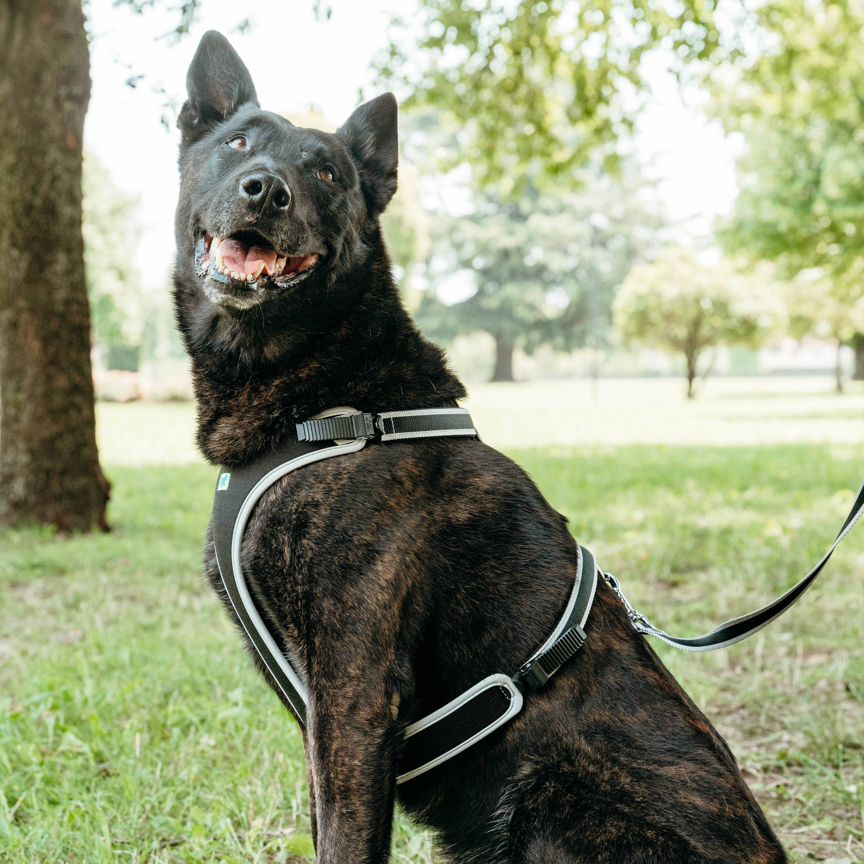 Ferplast - Ferplast Harnais pour Chien Grande Taille ERGOCOMFORT EXTRA LARGE, Harnais pour Chien Ajustable, Confortable, Rembourré, Fermeture Double - Imagen 3