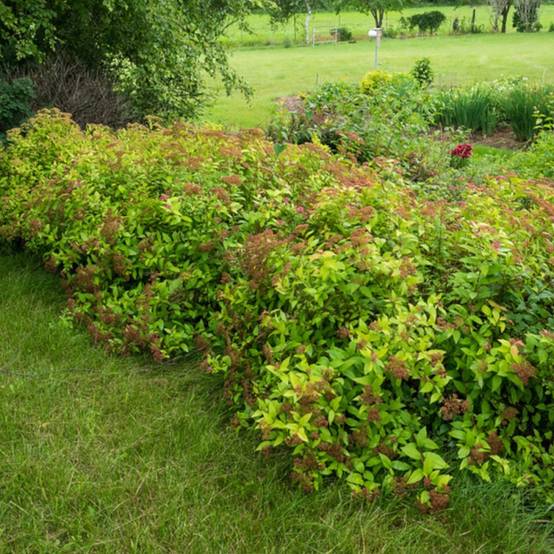 Spirée du Japon Goldflame, Spiraea à fleurs Rose - feuillage Caduc - Pot de 7,5L - 40/60 cm- hauteur à maturité De 0,50 m à 1,00 m - Image 9