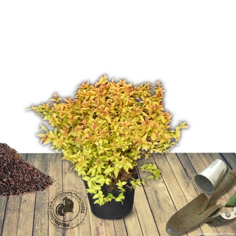 Spirée du Japon Goldflame, Spiraea à fleurs Rose - feuillage Caduc - Pot de 7,5L - 40/60 cm-  hauteur à maturité De 0,50 m à 1,00 m - Image 7