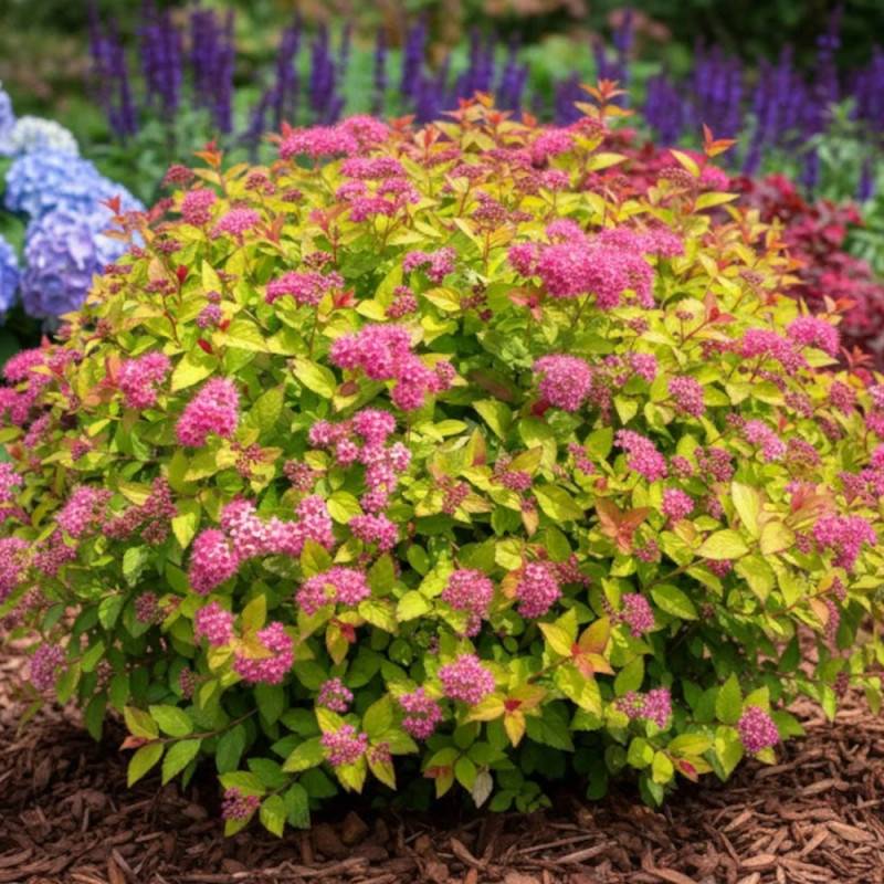 Spirée du Japon Goldflame, Spiraea à fleurs Rose - feuillage Caduc - Pot de 7,5L - 40/60 cm-  hauteur à maturité De 0,50 m à 1,00 m - Image 5