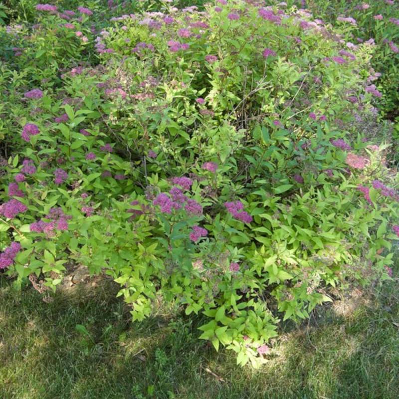Spirée du Japon Goldflame, Spiraea à fleurs Rose - feuillage Caduc - Pot de 7,5L - 40/60 cm-  hauteur à maturité De 0,50 m à 1,00 m - Image 8