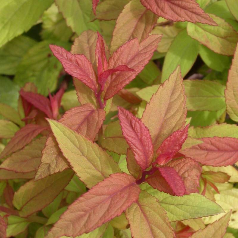 Spirée du Japon Goldflame, Spiraea à fleurs Rose - feuillage Caduc - Pot de 7,5L - 40/60 cm-  hauteur à maturité De 0,50 m à 1,00 m - Image 2