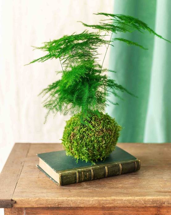 Kokedama - Asparagus- La Green Touch - Image 1