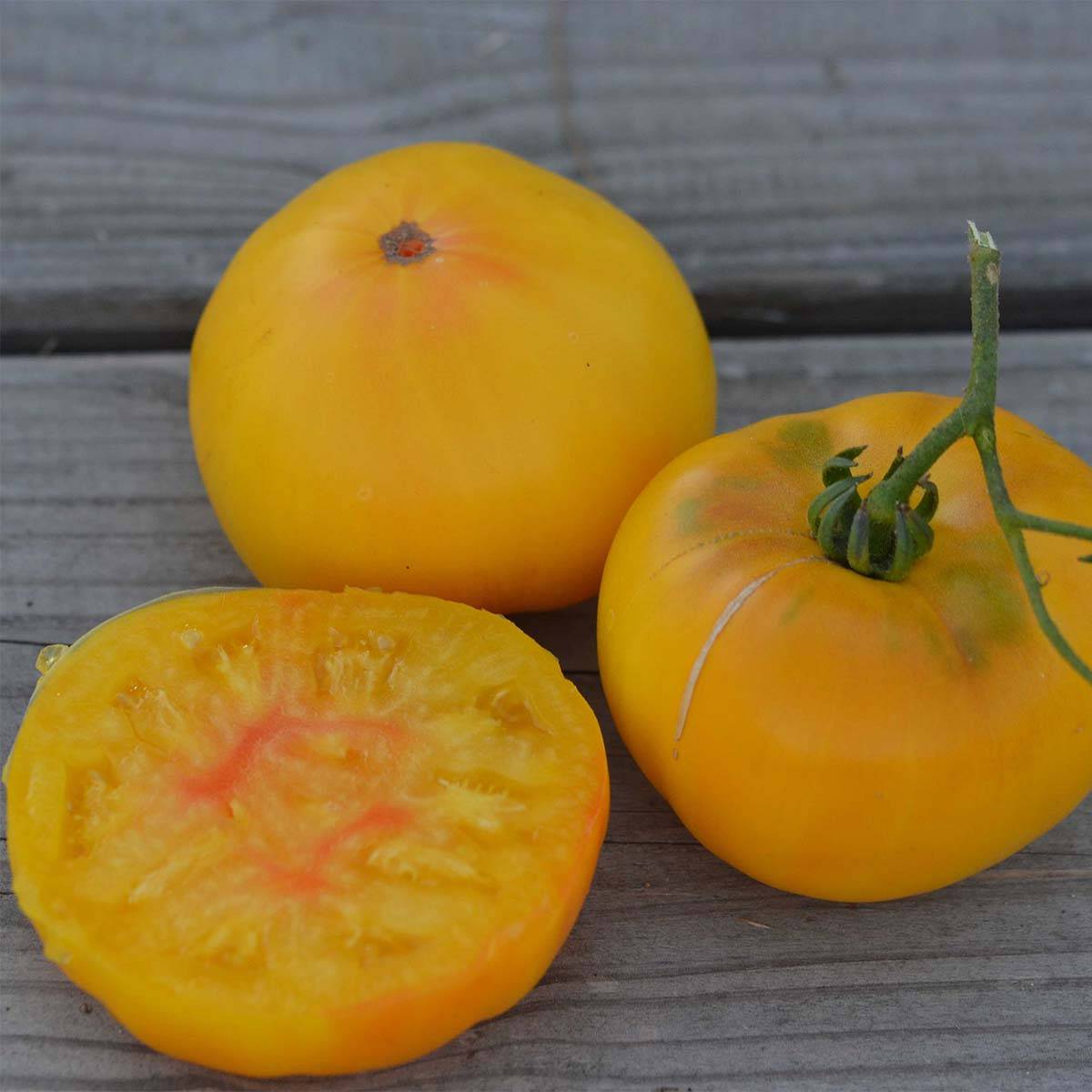 Tomate TC Jones Bio - Ferme de Sainte Marthe le sachet de 50 graines environ
