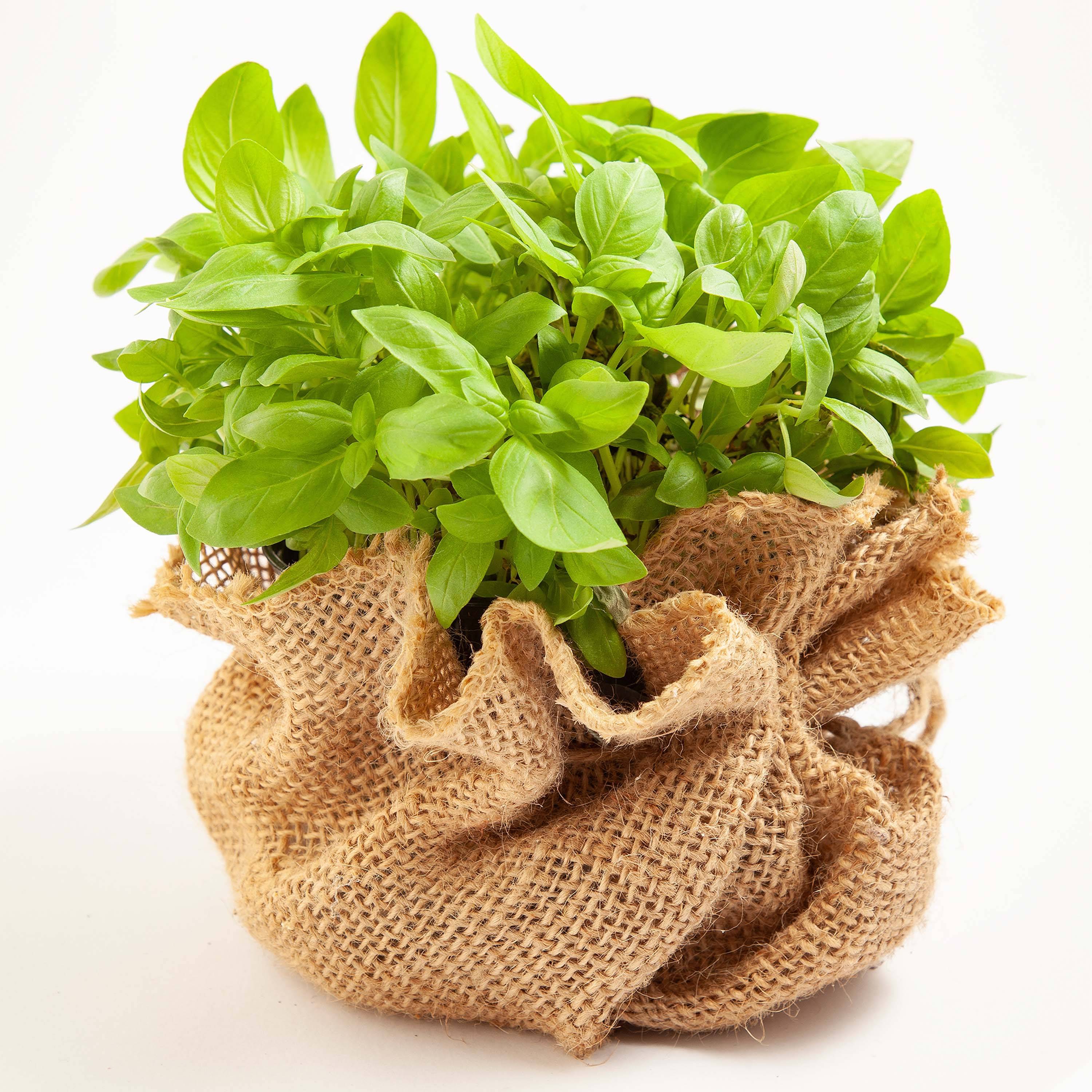 10m x 1m tissu de jute 105g/m² tapis de jute jute de jardin tissu de jute toile de jute ruban de jute - Image 9