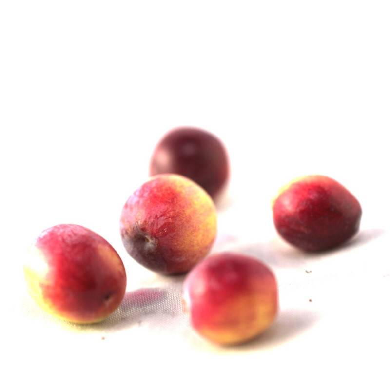 Canneberge à gros fruits, Airelles, Cranberry Early Black à fleurs Rose - feuillage Semi-Persistant - Godet - 5/20 cm-  hauteur à maturité De 1,00 m à - Image 5