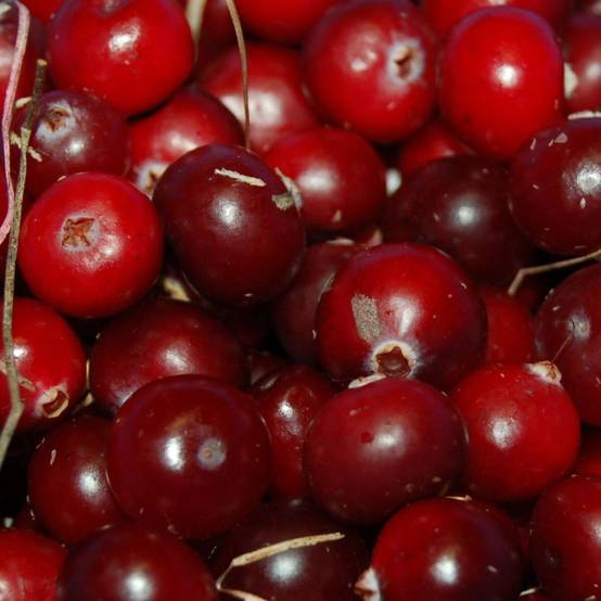 Canneberge à gros fruits, Airelles, Cranberry Early Black à fleurs Rose - feuillage Semi-Persistant - Godet - 5/20 cm- hauteur à maturité De 1,00 m à - Image 6