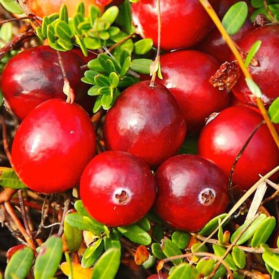 Canneberge à gros fruits, Airelles, Cranberry Early Black à fleurs Rose - feuillage Semi-Persistant - Godet - 5/20 cm- hauteur à maturité De 1,00 m à - Image 7