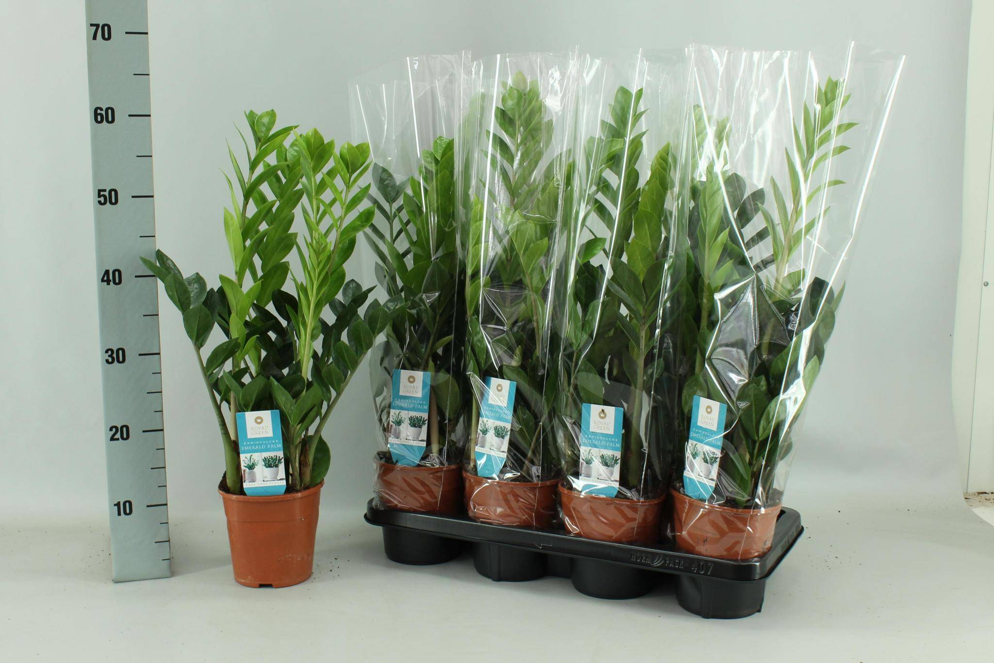 La Green Touch - Zamioculcas 14cm - D14 H65cm