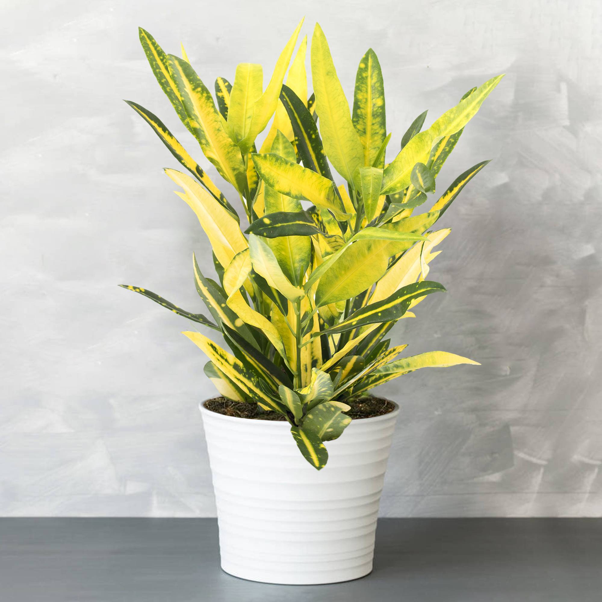 Gardenersdream - 1 X Codiaeum Croton Sunny Star | Plante À Feuillage Persistant Panachée Colorée De 30 À 40 Cm - GardenersDream