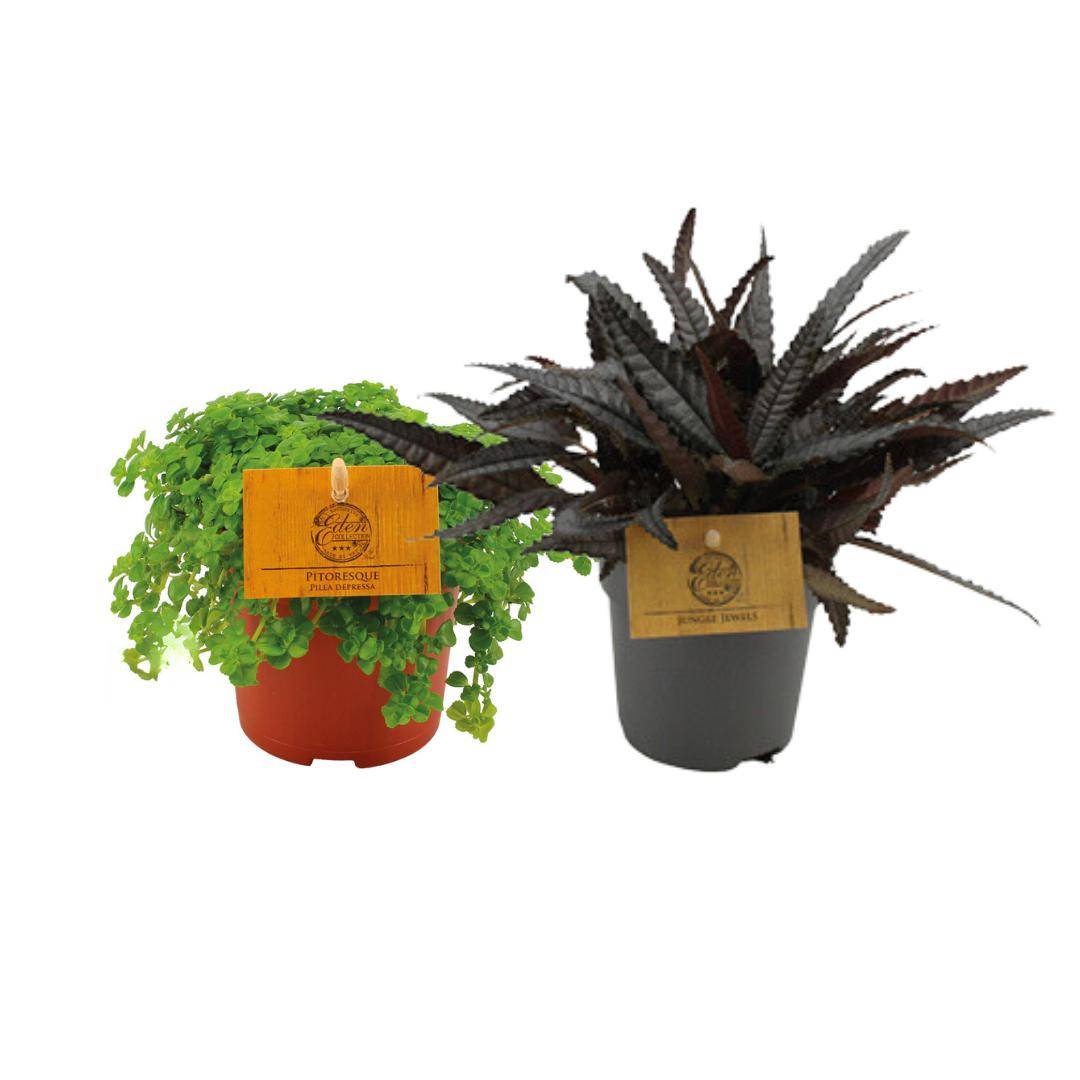 Box - Duo de pilea 15cm - Plante d'intérieur- La Green Touch