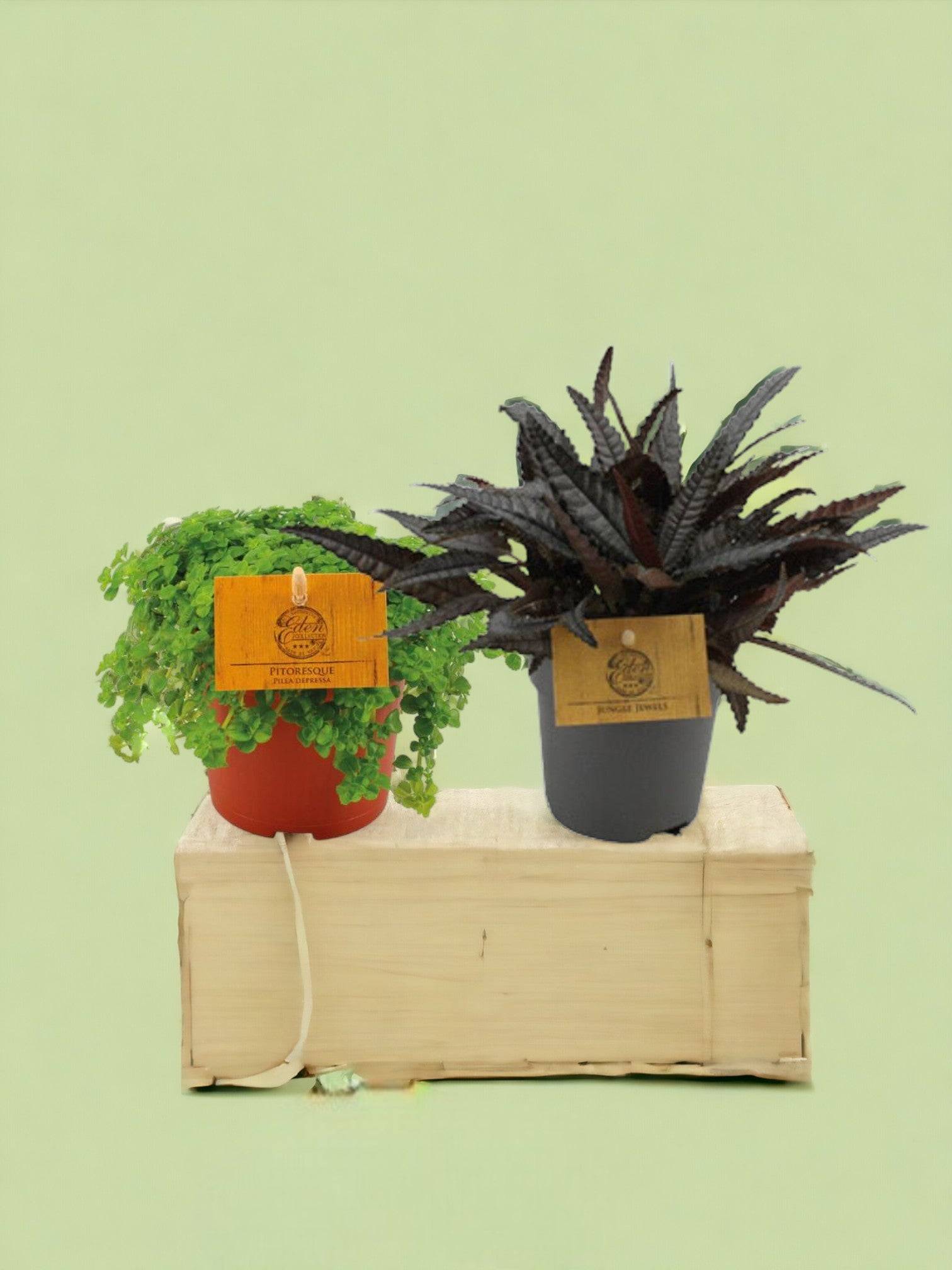 Box - Duo de pilea 15cm - Plante d'intérieur- La Green Touch - Image 2