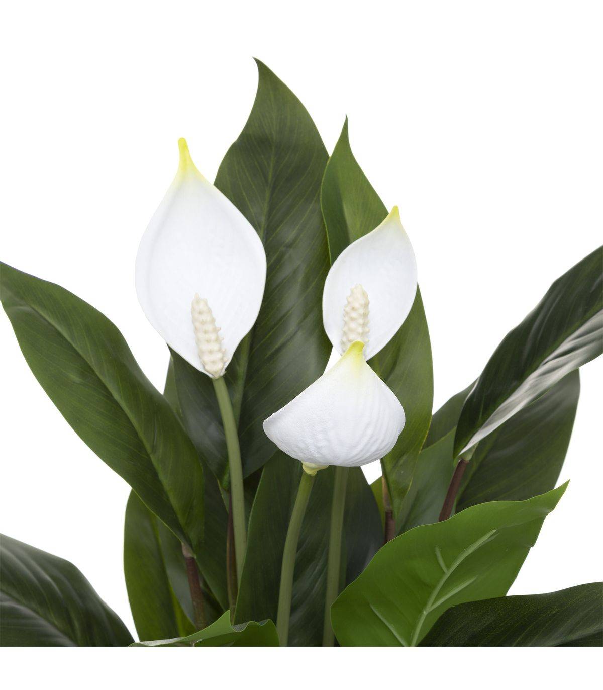 Plante artificielle Lys de la paix en pot H 54 cm - Imagen 3