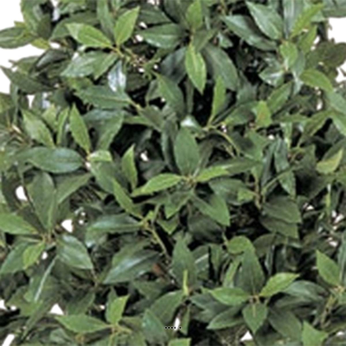 Artificielles - Laurier Pyramide artificiel luxe H 140 cm 1776 feuilles en pot - dimhaut: H 140 cm - couleur: Vert - Imagen 3