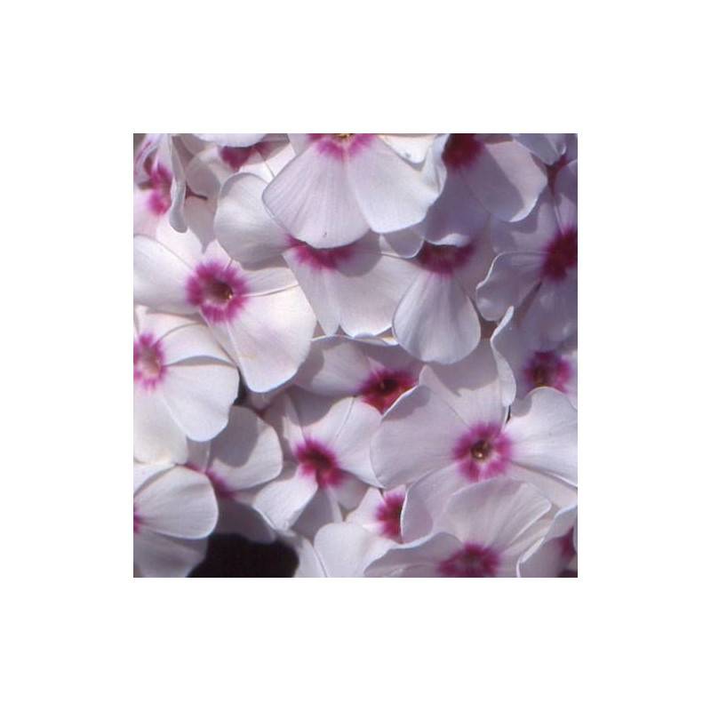 Phlox paniculé Graf Zeppelin à fleurs Blanche/Rouge - feuillage Caduc - Godet - 5/20 cm - Imagen 1