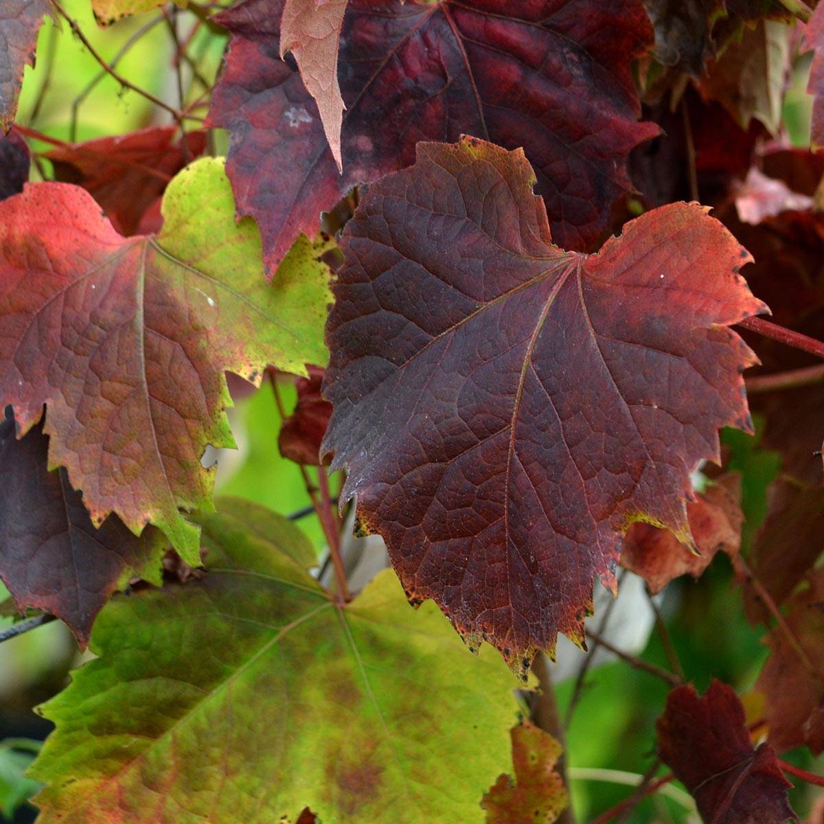 Vigne vierge - Parthenocissus tricuspidata atropurpurea Pot de 2L/3L