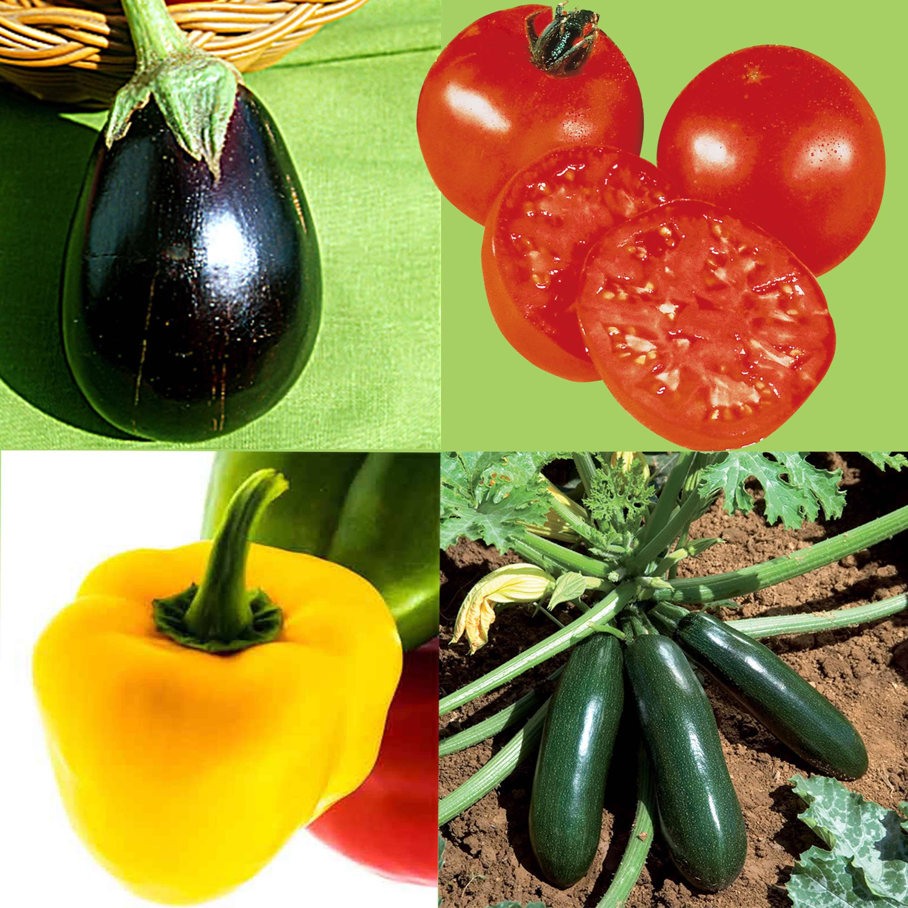 Collection Légumes du soleil - 4 plants potagers - Collection de 4 plantes