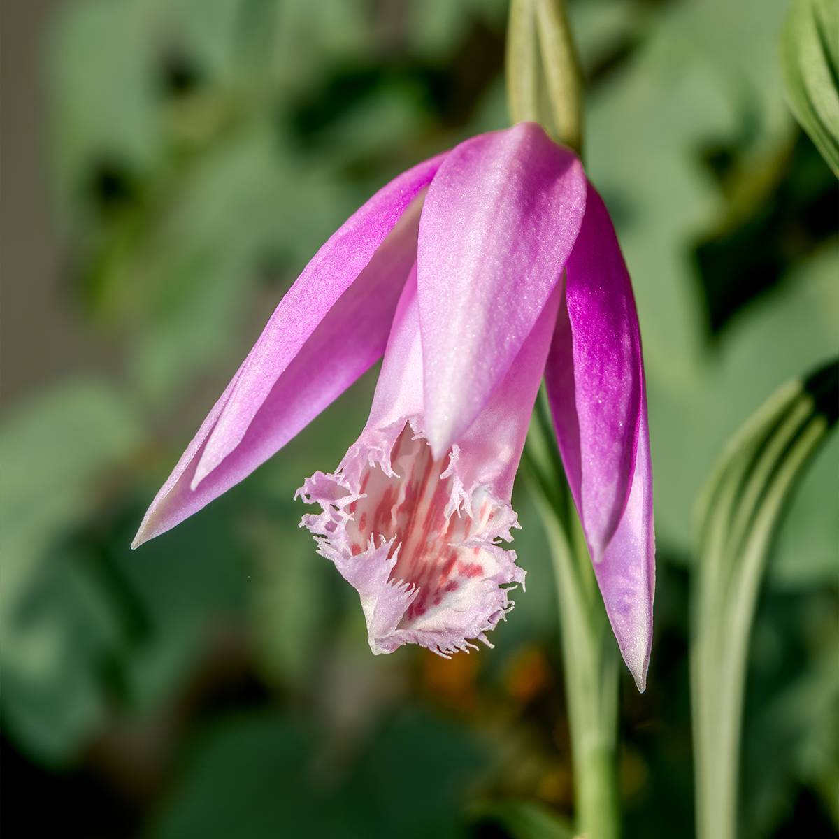 Pleione formosana - Orchidée de Formose terrestre  Pot de 1L/1,5L