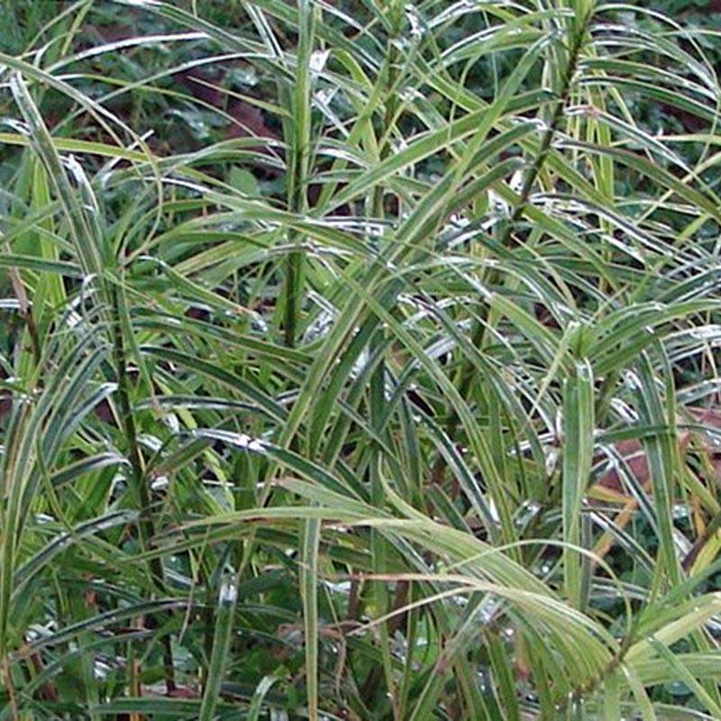 Carex muskingumensis Oehme - Laîche palmée Godet de 8/9 cm
