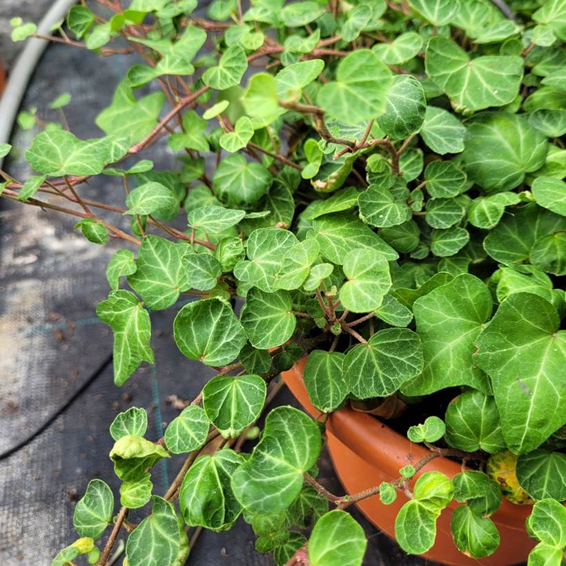 Lierre commun - Hedera helix Peter Pan Godet de 8/9 cm